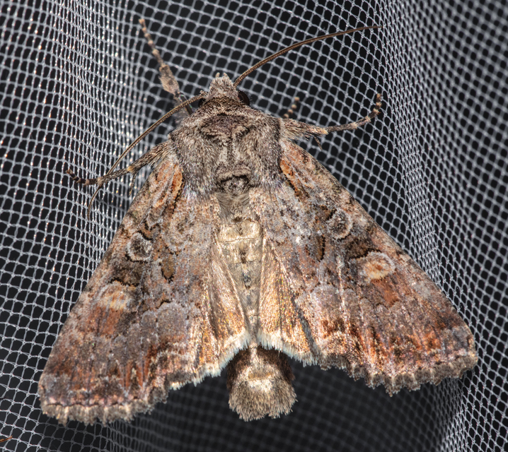 Lacanobia amurensis - homoki kertibagoly