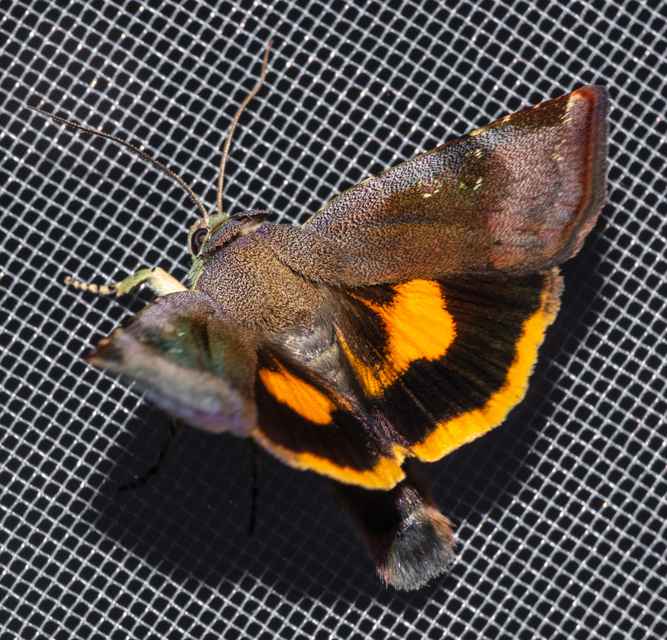 Noctua janthe - lappangó sárgafűbagoly