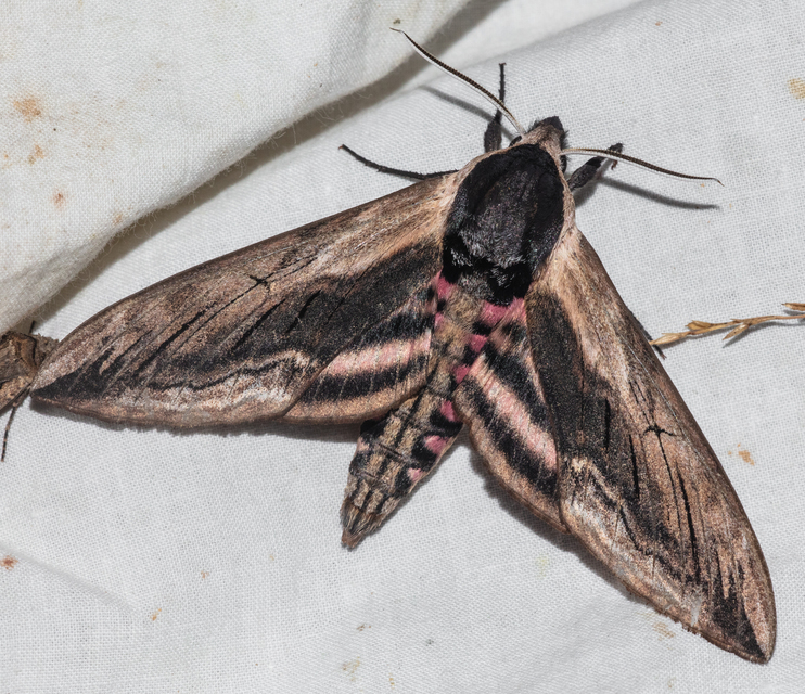 Sphinx ligustri - fagyalszender