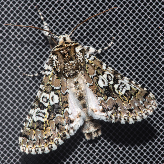 Lamprosticta culta - hármasfoltú bagoly