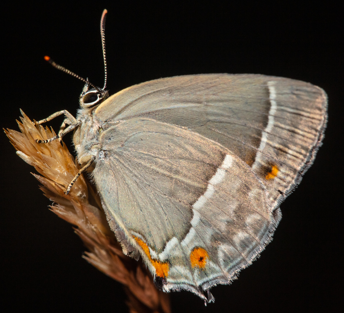 Neozephyrus quercus - tölgyfalepke