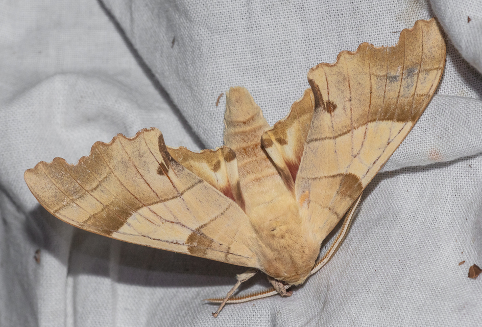 Marumba quercus - tölgyfaszender