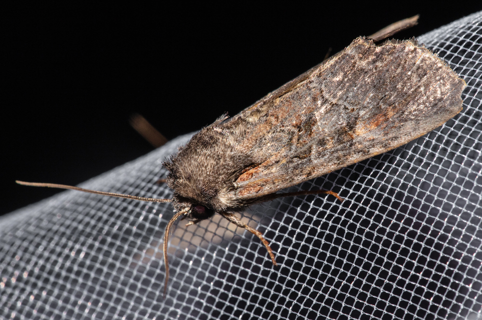 Lacanobia amurensis - homoki kertibagoly