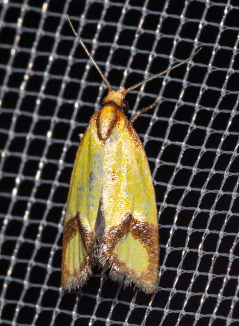 Agapeta zoegana - barnacsíkos sárgamoly