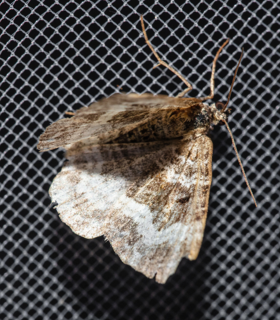 Epirrhoe alternata - galaj-tarkaaraszoló
