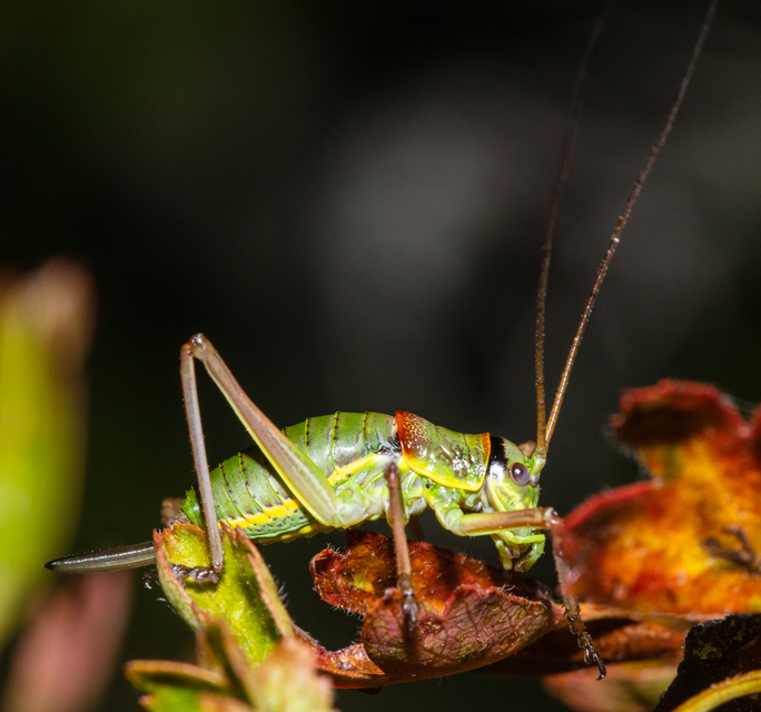 Ephippiger ephippiger - nyergesszöcske