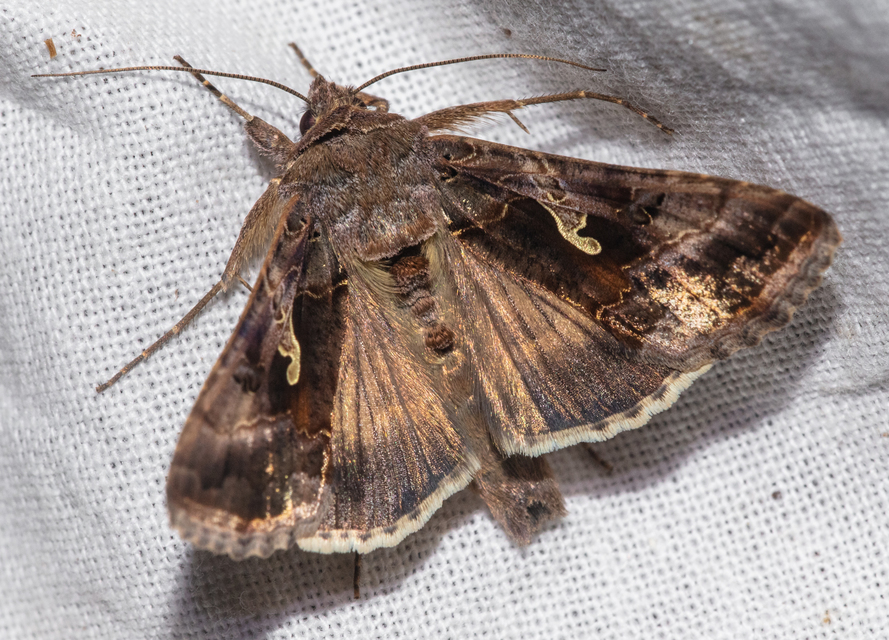 Autographa gamma - gammalepke