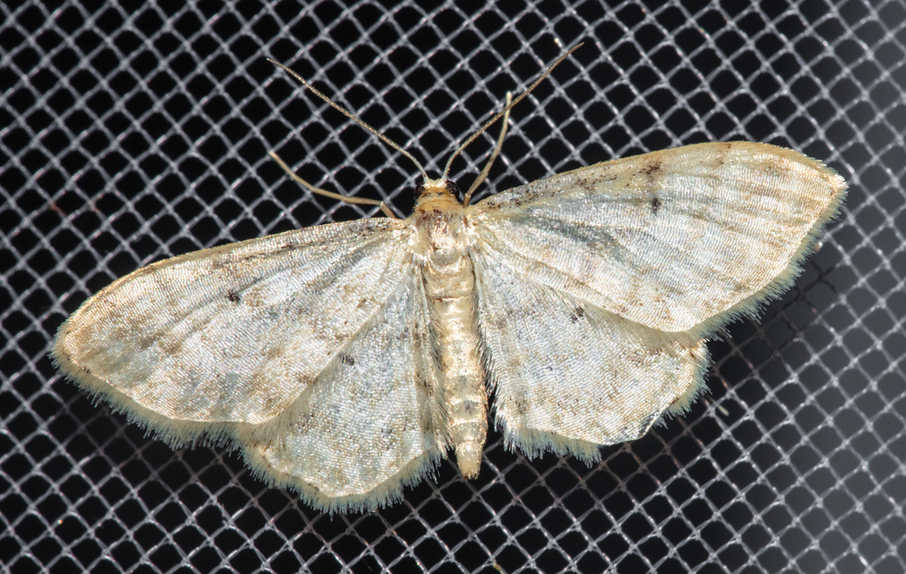 Idaea fuscovenosa - szürkeszélű apróaraszoló