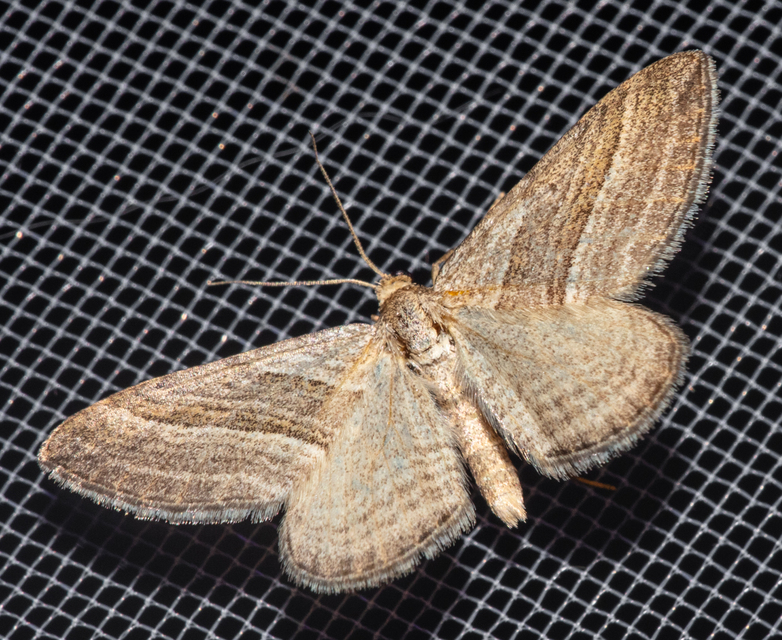 Phibalapteryx virgata - szürke galajaraszoló
