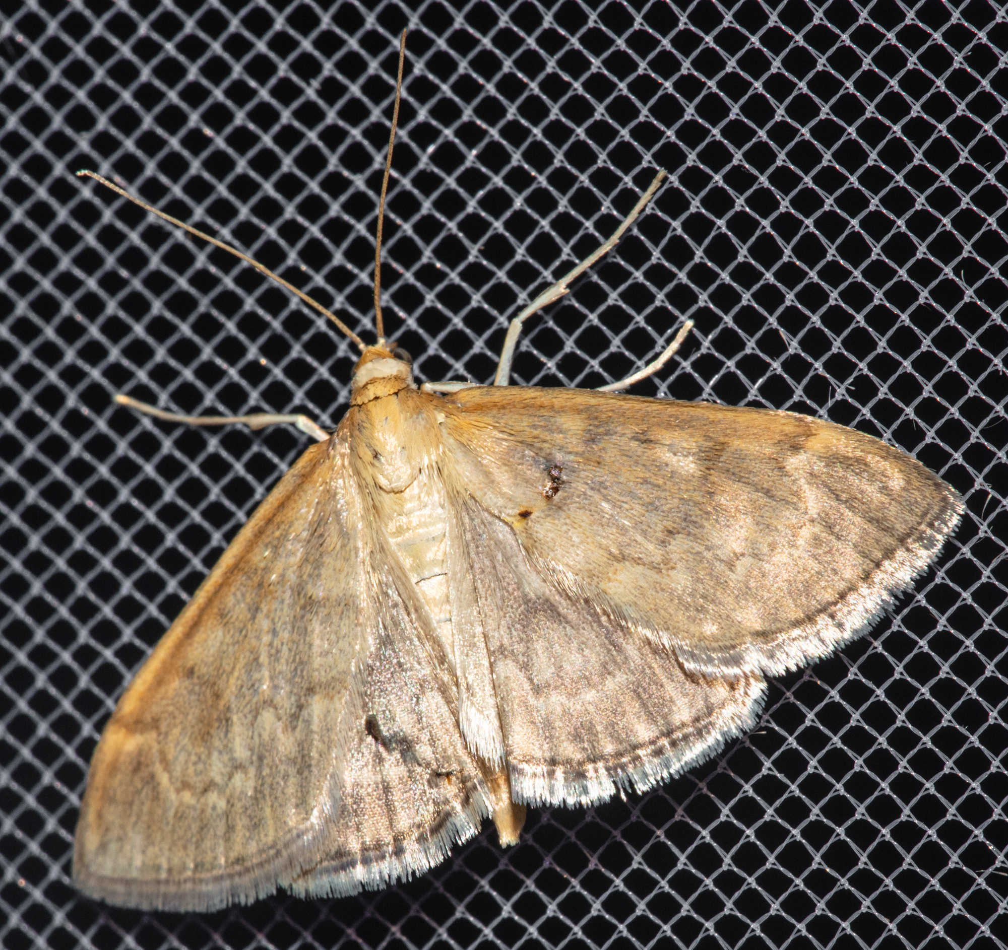 Anania fuscalis - szürke tűzmoly