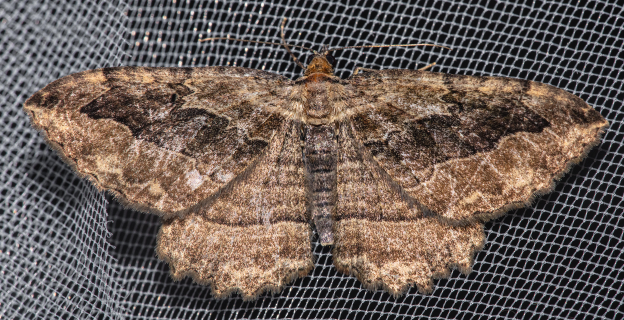 Philereme transversata - varjútövis-araszoló