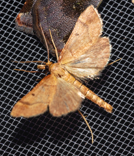 Stemmatophora honestalis - karsztlakó fényilonca