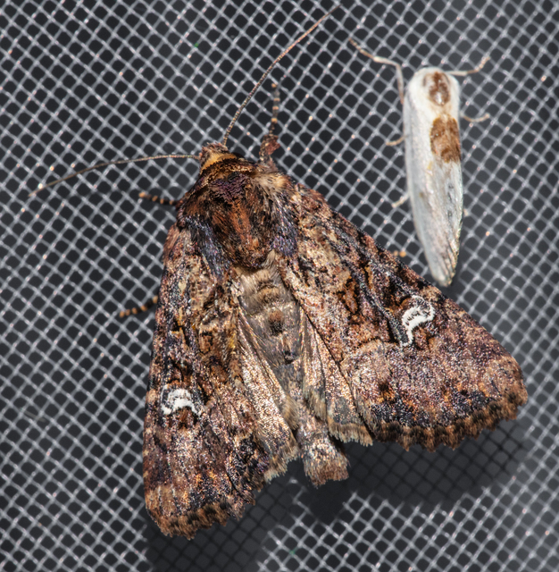 Mesapamea secalella/secalis