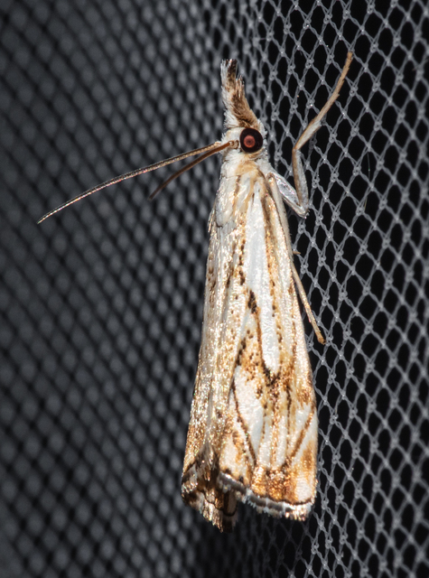Catoptria falsella - hálós fűgyökérmoly