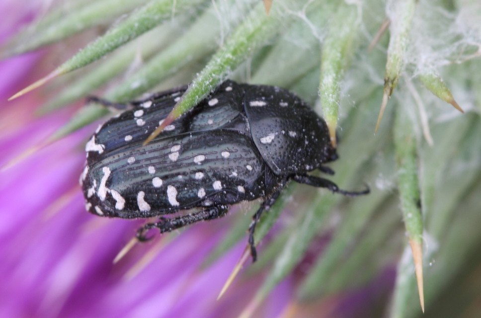 Oxythyrea funesta - sokpettyes virágbogár