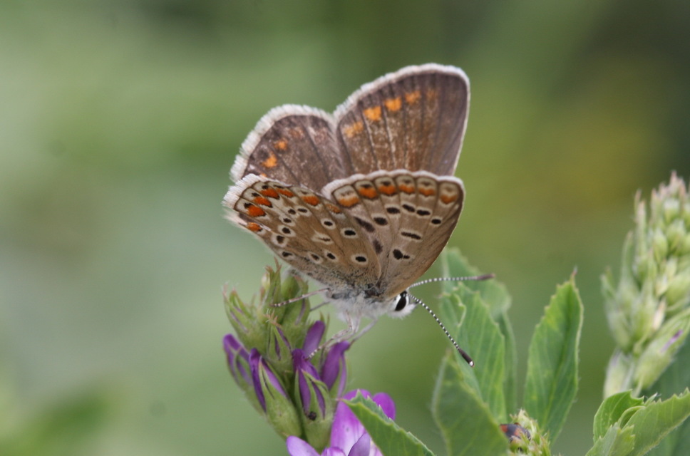 Polyommatus icarus - közönséges boglárka