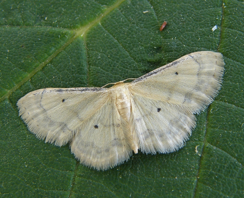 Idaea politaria - vonalas apróaraszoló