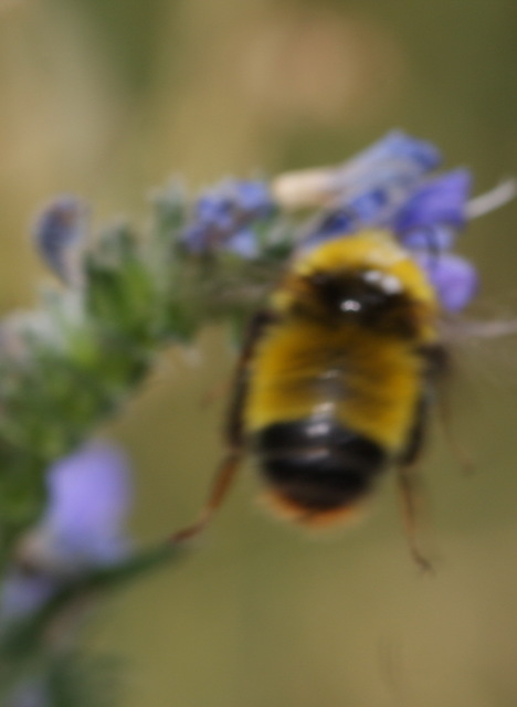 Hymenoptera - Hártyásszárnyúak