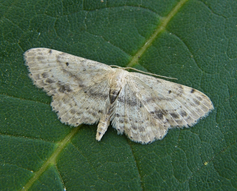 Idaea dimidiata - gyakori apróaraszoló