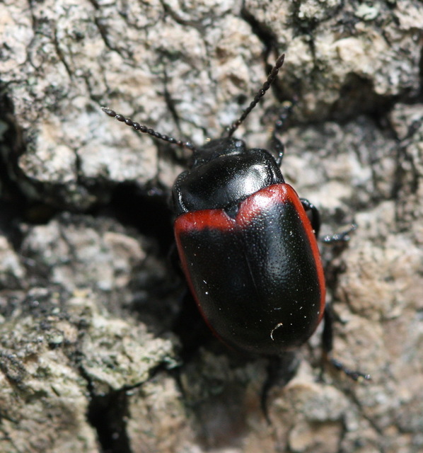 Chrysolina limbata - keretes levélbogár
