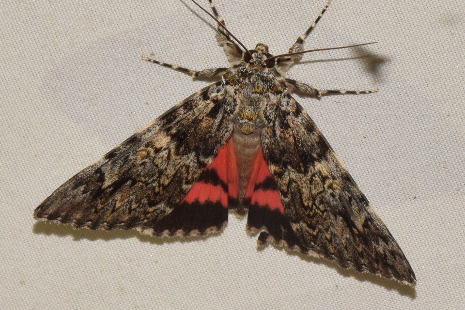 Catocala promissa - kis tölgyfa-övesbagoly