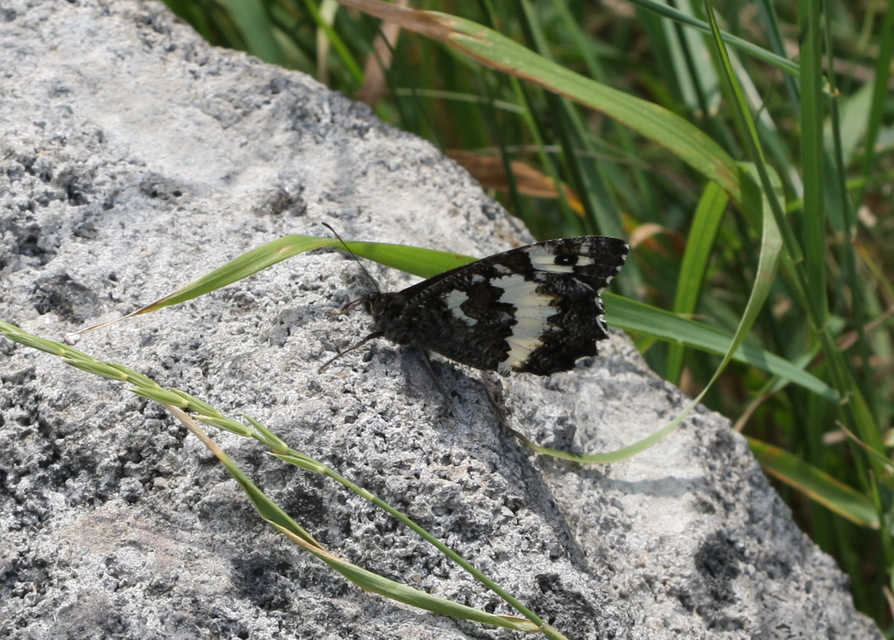 Brintesia circe - fehéröves szemeslepke