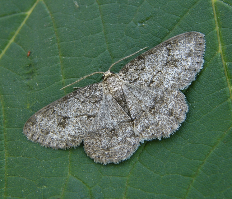 Ectropis crepuscularia - avararaszoló