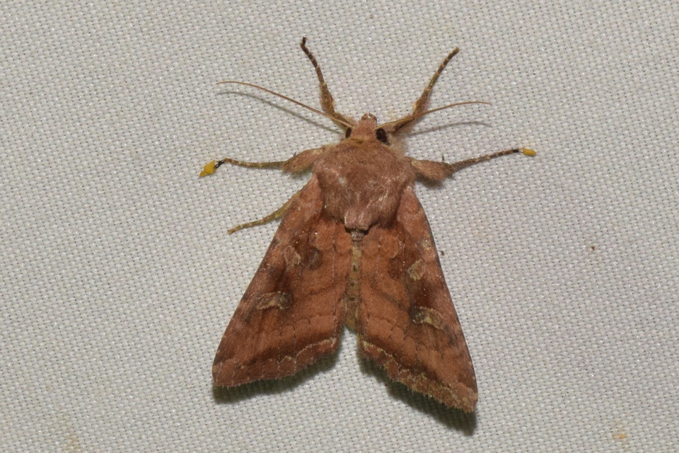 Lacanobia splendens - mocsári kertibagoly