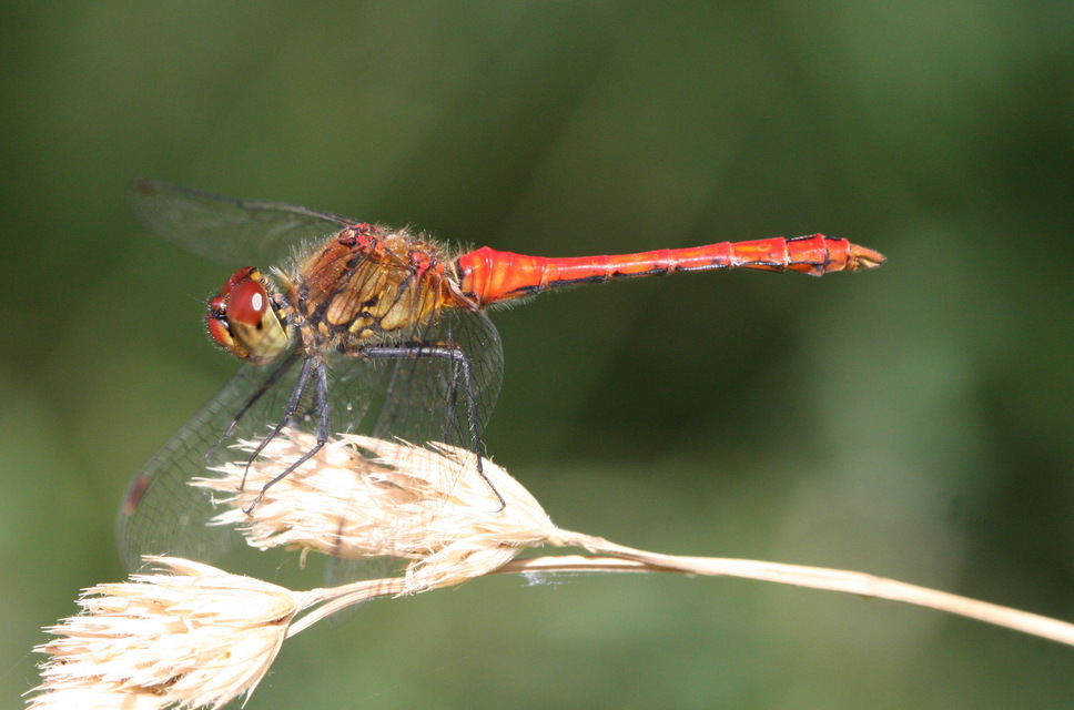 Sympetrum sanguineum - vörös katona-szitakötő