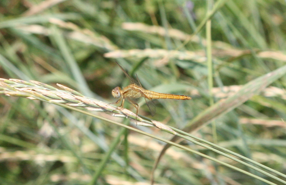 Crocothemis erythraea - skarlát szitakötő