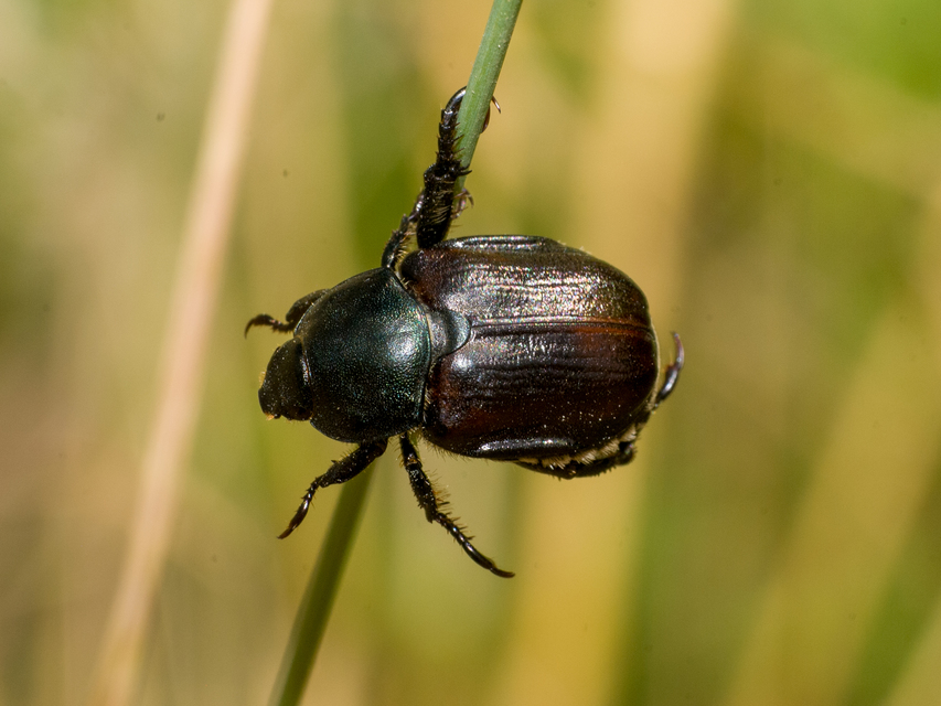 Anisoplia lata - széles szipoly Anisoplia lata - széles szipoly