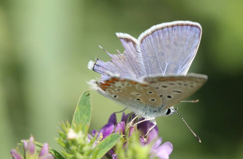 Polyommatus icarus - közönséges boglárka