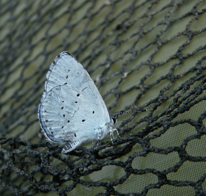 Celastrina argiolus - bengeboglárka