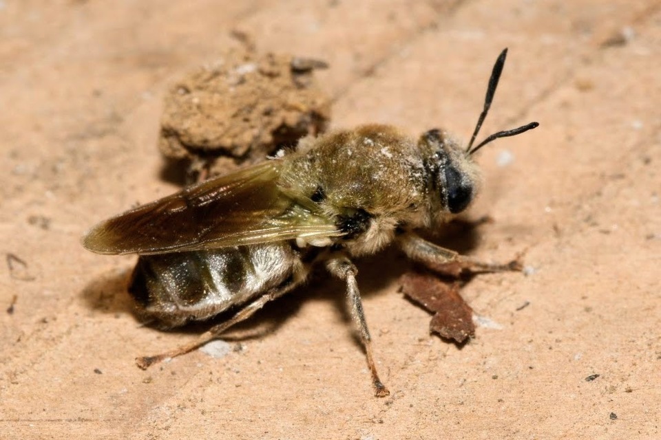 Stratiomys longicornis - hosszúcsápú katonalégy