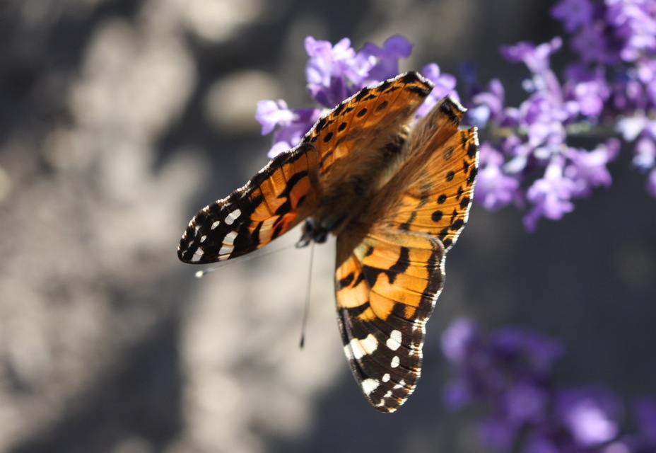 Vanessa cardui - bogáncslepke