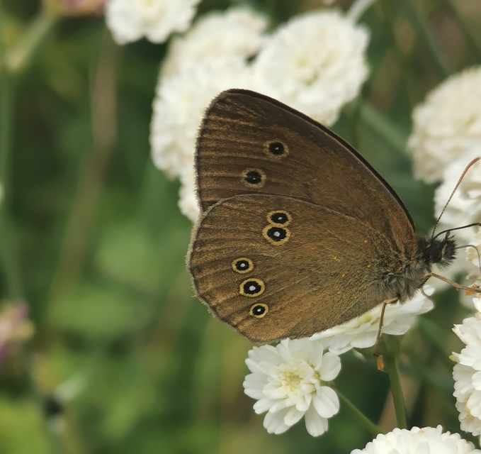 Aphantopus hyperanthus - közönséges ökörszemlepke
