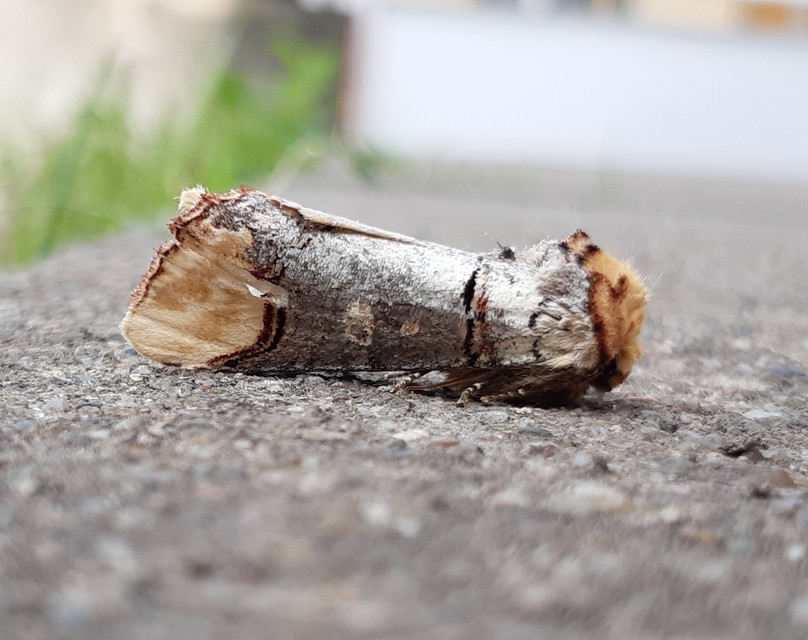 Phalera bucephala - sárgafoltos púposszövő