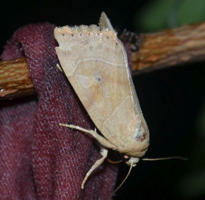 Cosmia trapezina - közönséges lombbagoly