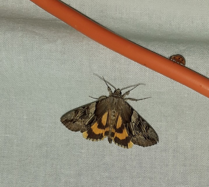 Catocala fulminea - galagonya-övesbagoly