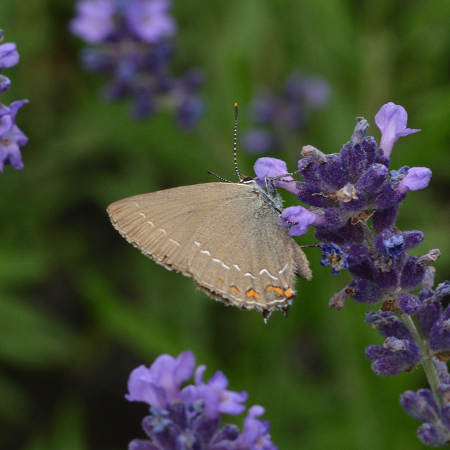 Satyrium ilicis - tölgyfa-csücsköslepke