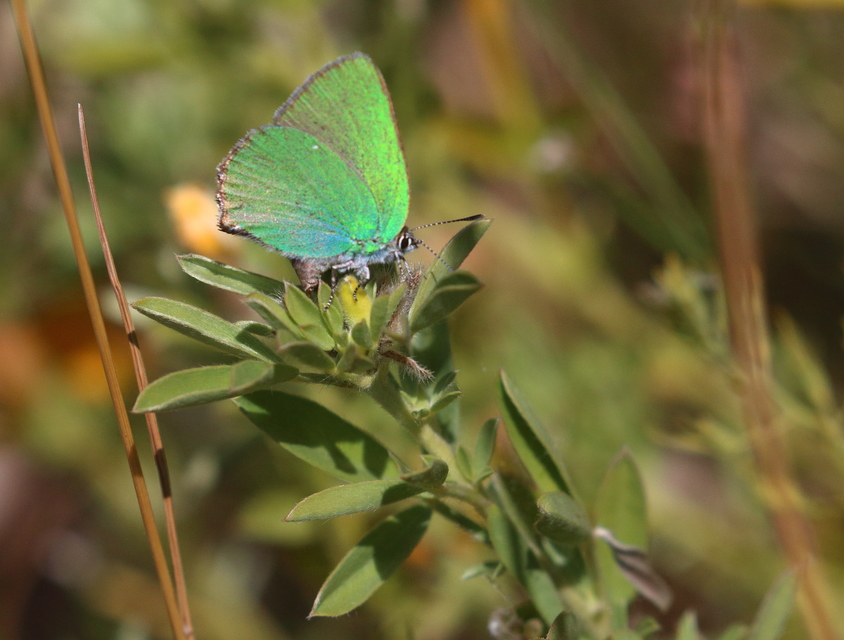 Callophrys rubi - zöldfonákú lepke