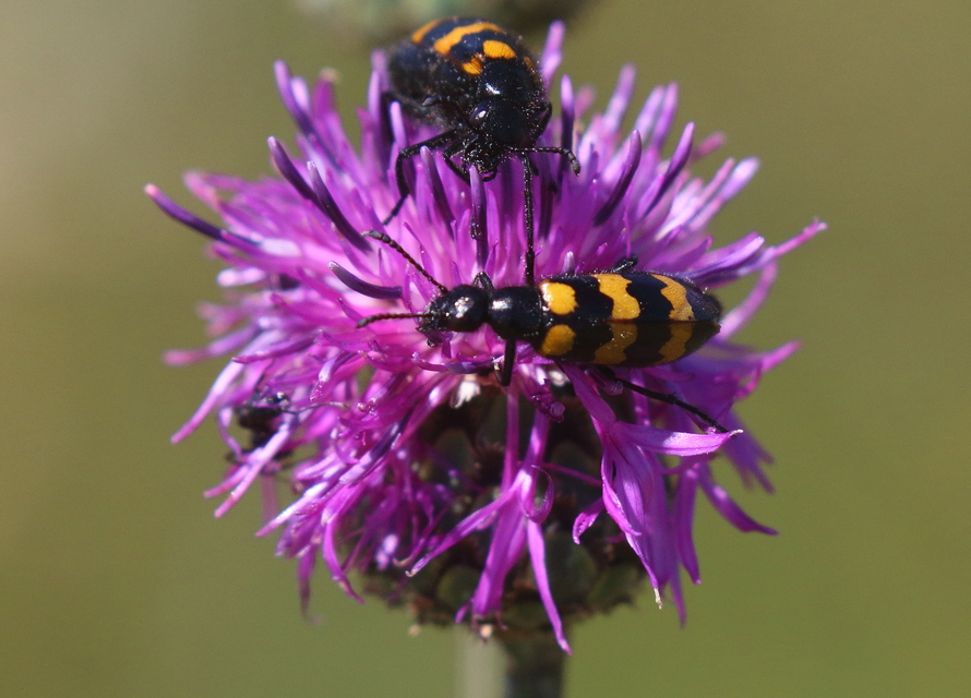 Mylabris variabilis - szalagos hólyaghúzó Mylabris variabilis - szalagos hólyaghúzó