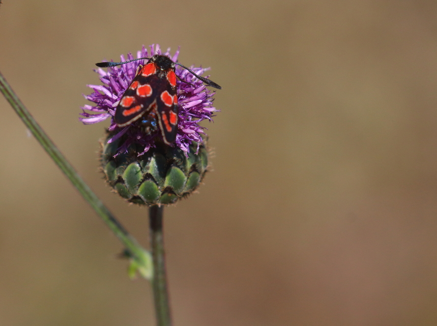 Zygaena carniolica - fehérgyűrűs csüngőlepke