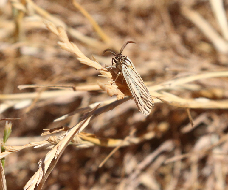 Spiris striata - csíkos molyszövő