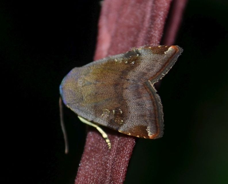 Noctua janthe/janthina