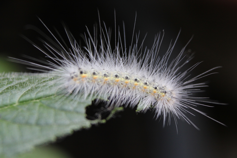 Hyphantria cunea - amerikai fehér medvelepke