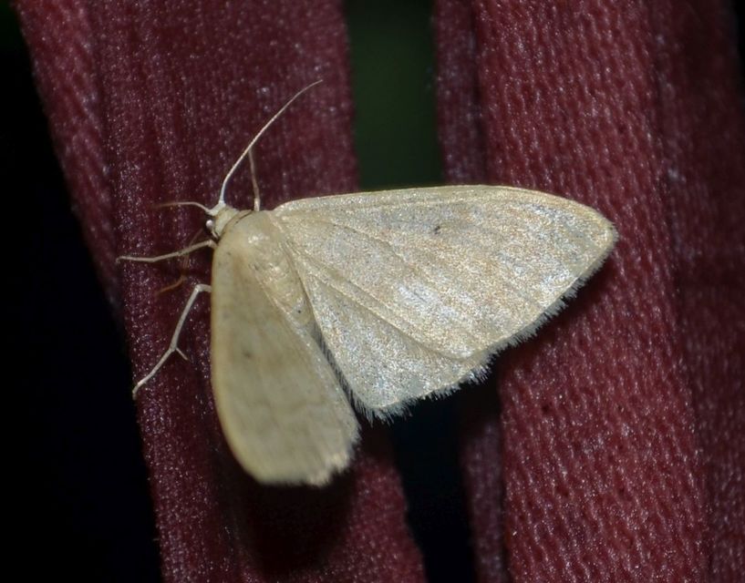 Idaea deversaria - egyszínű sávosaraszoló