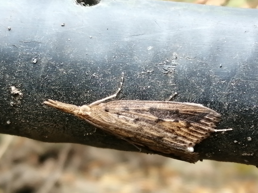 Schoenobius gigantella - óriás nádfúrómoly