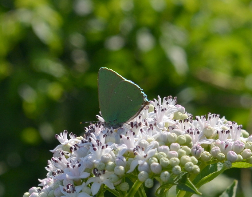 Callophrys rubi - zöldfonákú lepke