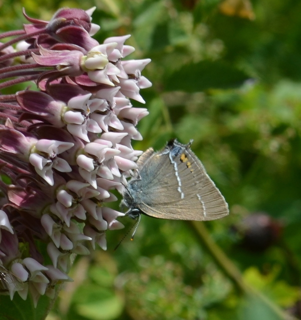 Satyrium spini - kökény-csücsköslepke